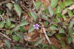 Dyschoriste erecta